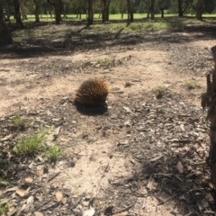 Tachyglossus aculeatus (Short-beaked Echidna) at Kambah, ACT - 3 Jan 2019 by juddernaut