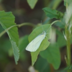 Pieris rapae (Cabbage White) at Cook, ACT - 6 Jan 2019 by Tammy