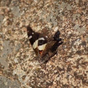 Vanessa itea at Dunlop, ACT - 6 Jan 2019 06:52 PM