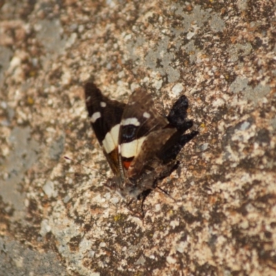 Vanessa itea (Yellow Admiral) at Dunlop, ACT - 6 Jan 2019 by Tammy