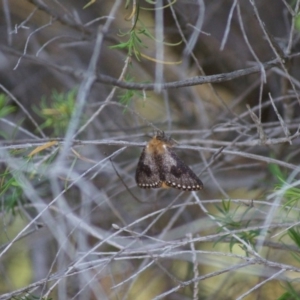 Epicoma contristis at Cook, ACT - 6 Jan 2019