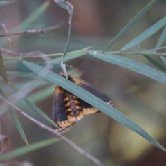 Epicoma contristis at Cook, ACT - 6 Jan 2019