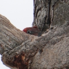 Callocephalon fimbriatum (Gang-gang Cockatoo) at GG229 - 6 Jan 2019 by JackyF