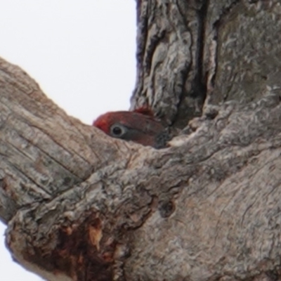 Callocephalon fimbriatum (Gang-gang Cockatoo) at Hughes, ACT - 7 Jan 2019 by JackyF