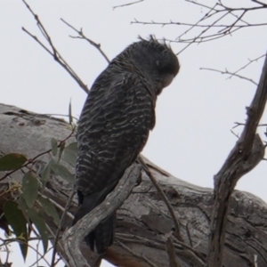 Callocephalon fimbriatum at Hughes, ACT - 7 Jan 2019