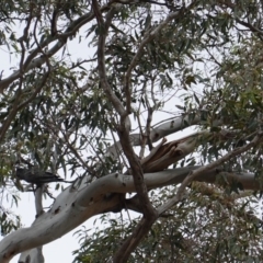 Callocephalon fimbriatum at Hughes, ACT - 7 Jan 2019