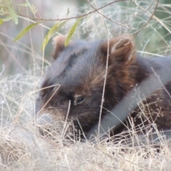 Vombatus ursinus (Bare-nosed Wombat) at Greenway, ACT - 18 Dec 2018 by MichaelBedingfield