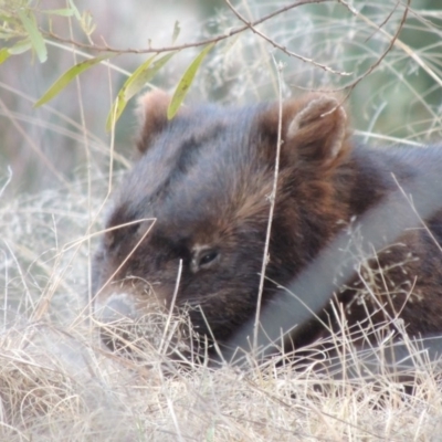 Vombatus ursinus (Bare-nosed Wombat) at Greenway, ACT - 18 Dec 2018 by MichaelBedingfield