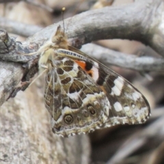 Vanessa kershawi (Australian Painted Lady) at Dunlop, ACT - 7 Jan 2019 by SandraH