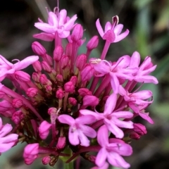 Centranthus ruber (Red Valerian, Kiss-me-quick, Jupiter's Beard) at Googong, NSW - 7 Jan 2019 by Wandiyali