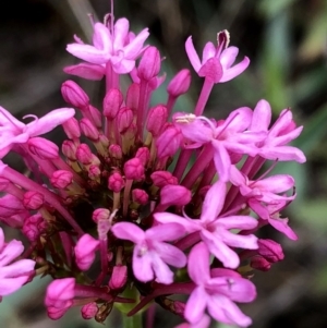 Centranthus ruber at Googong, NSW - 7 Jan 2019 08:16 AM