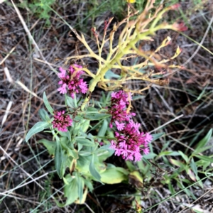 Centranthus ruber at Googong, NSW - 7 Jan 2019