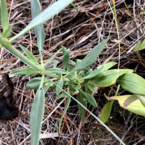 Centranthus ruber at Googong, NSW - 7 Jan 2019 08:16 AM