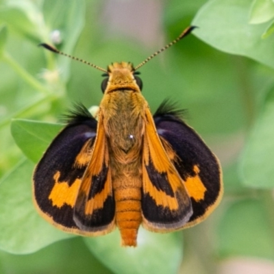 Ocybadistes walkeri (Green Grass-dart) at Chapman, ACT - 7 Jan 2019 by SWishart