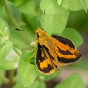 Ocybadistes walkeri at Chapman, ACT - 7 Jan 2019