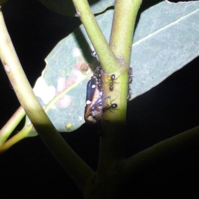 Eurymela distincta (Gumtree leafhopper) at Symonston, ACT - 4 Jan 2019 by Mike