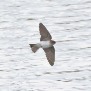 Petrochelidon ariel at Coombs, ACT - 7 Jan 2019