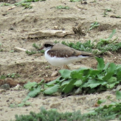 Charadrius melanops (Black-fronted Dotterel) at National Arboretum Forests - 6 Jan 2019 by KumikoCallaway