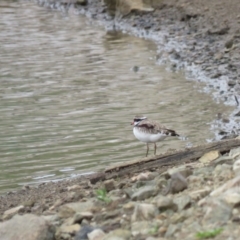 Charadrius melanops at Yarralumla, ACT - 7 Jan 2019