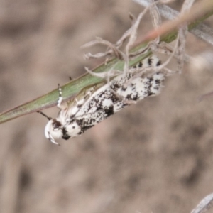 Lichenaula lichenea at Tennent, ACT - 5 Dec 2018