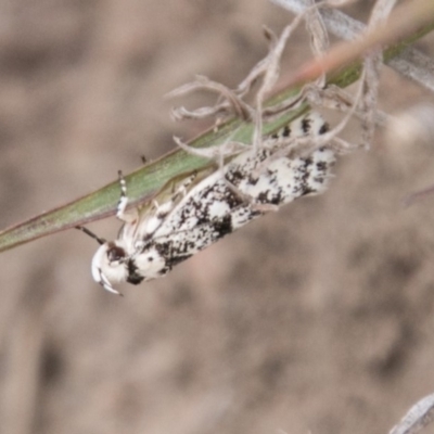 Lichenaula lichenea (Lichenaula lichenea) at Tennent, ACT - 5 Dec 2018 by SWishart