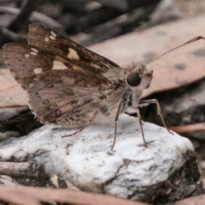 Trapezites phigalioides at Tennent, ACT - 5 Dec 2018 02:52 PM