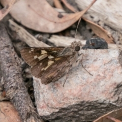 Trapezites phigalioides at Tennent, ACT - 5 Dec 2018 02:52 PM