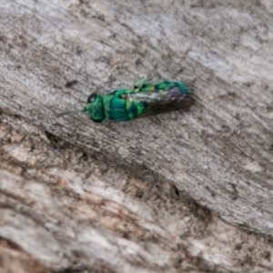 Primeuchroeus sp. (genus) at Namadgi National Park - 5 Dec 2018