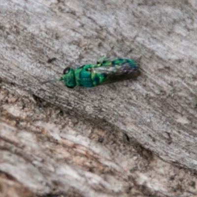 Primeuchroeus sp. (genus) (Cuckoo Wasp) at Tennent, ACT - 5 Dec 2018 by SWishart