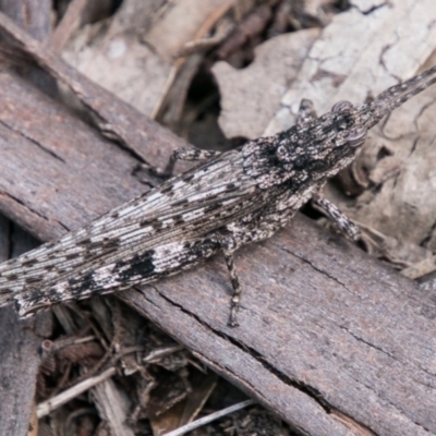 Coryphistes ruricola (Bark-mimicking Grasshopper) at Tennent, ACT - 5 Dec 2018 by SWishart