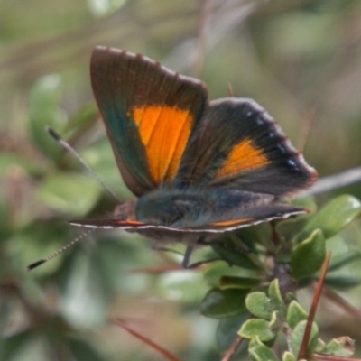 Paralucia aurifera (Bright Copper) at Tennent, ACT - 5 Dec 2018 by SWishart