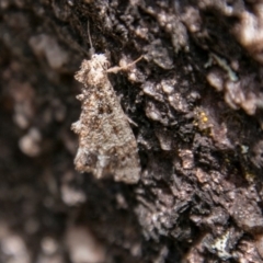 Arrade destituta (Hypeninae) at Tennent, ACT - 5 Dec 2018 by SWishart