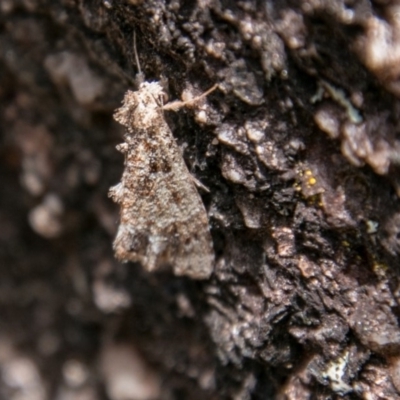 Arrade destituta (Hypeninae) at Tennent, ACT - 5 Dec 2018 by SWishart