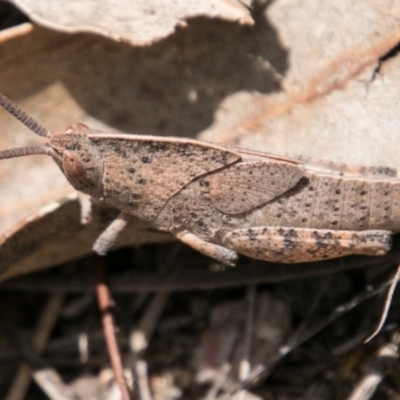 Goniaea australasiae (Gumleaf grasshopper) at Namadgi National Park - 5 Dec 2018 by SWishart