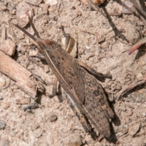 Goniaea australasiae at Namadgi National Park - 5 Dec 2018 01:20 PM