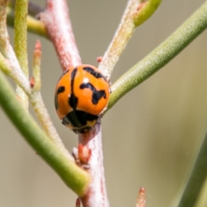 Coccinella transversalis at Tennent, ACT - 5 Dec 2018 01:04 PM