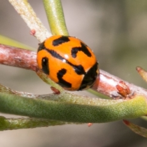 Coccinella transversalis at Tennent, ACT - 5 Dec 2018 01:04 PM