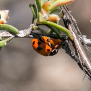 Hippodamia variegata at Tennent, ACT - 5 Dec 2018