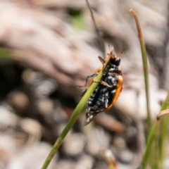 Hippodamia variegata at Tennent, ACT - 5 Dec 2018 12:54 PM