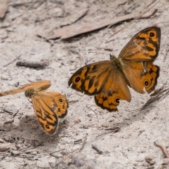 Heteronympha merope (Common Brown Butterfly) at Tennent, ACT - 5 Dec 2018 by SWishart