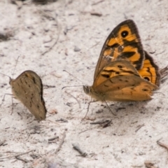 Heteronympha merope at Tennent, ACT - 5 Dec 2018 11:22 AM