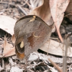 Heteronympha merope at Tennent, ACT - 5 Dec 2018 11:22 AM