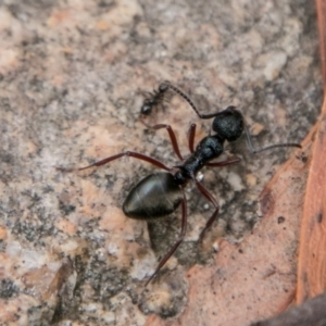 Dolichoderus doriae at Tennent, ACT - 5 Dec 2018