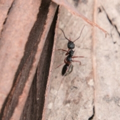 Dolichoderus doriae at Tennent, ACT - 5 Dec 2018 11:10 AM