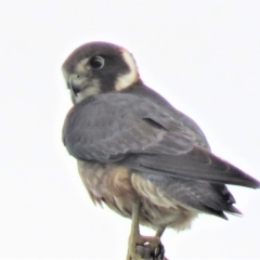 Falco longipennis (Australian Hobby) at Paddys River, ACT - 6 Jan 2019 by KumikoCallaway