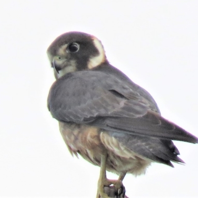 Falco longipennis (Australian Hobby) at Paddys River, ACT - 6 Jan 2019 by KumikoCallaway