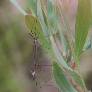 Ptilogyna sp. (genus) at Tennent, ACT - 5 Dec 2018 10:48 AM