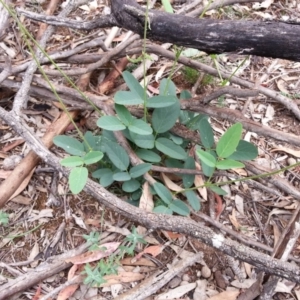 Oxytes brachypoda at Campbell, ACT - 7 Jan 2019 08:34 AM