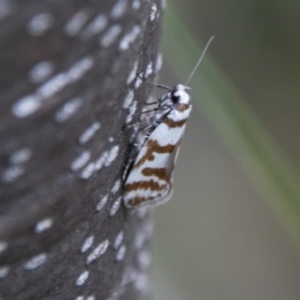 Philobota impletella Group at Tennent, ACT - 5 Dec 2018 09:48 AM