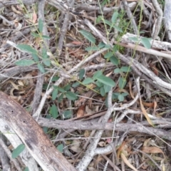 Oxytes brachypoda (Large Tick-trefoil) at Campbell, ACT - 6 Jan 2019 by SilkeSma